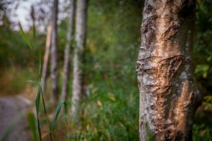 Kirkland - Highlands