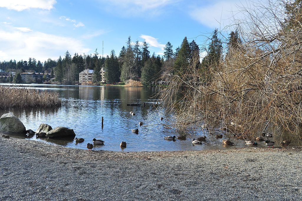 Photo by Joe Mabel: https://commons.wikimedia.org/wiki/File:Shoreline,_WA_-_Echo_Lake_01.jpg