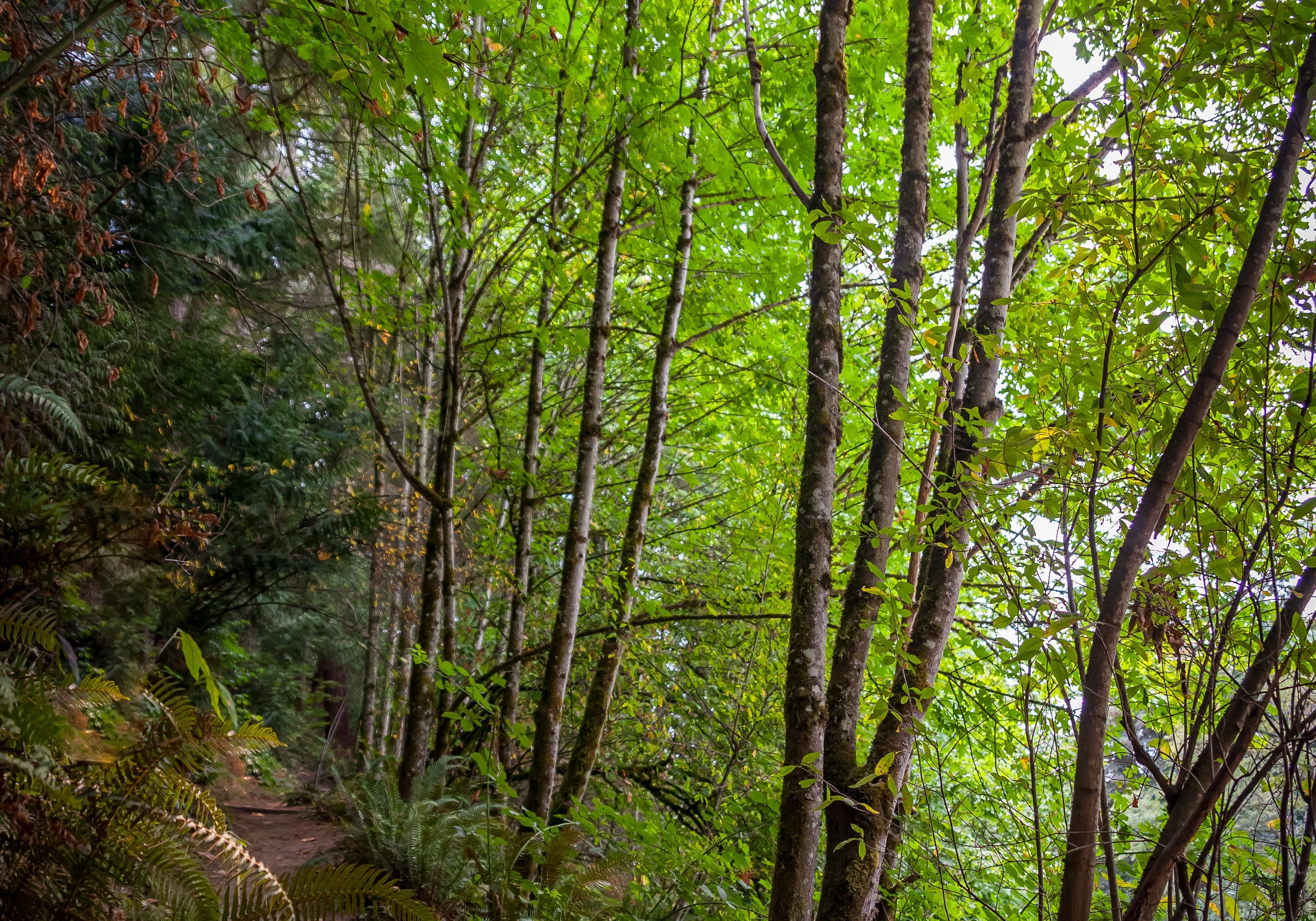 BridleTrailsStatePark3