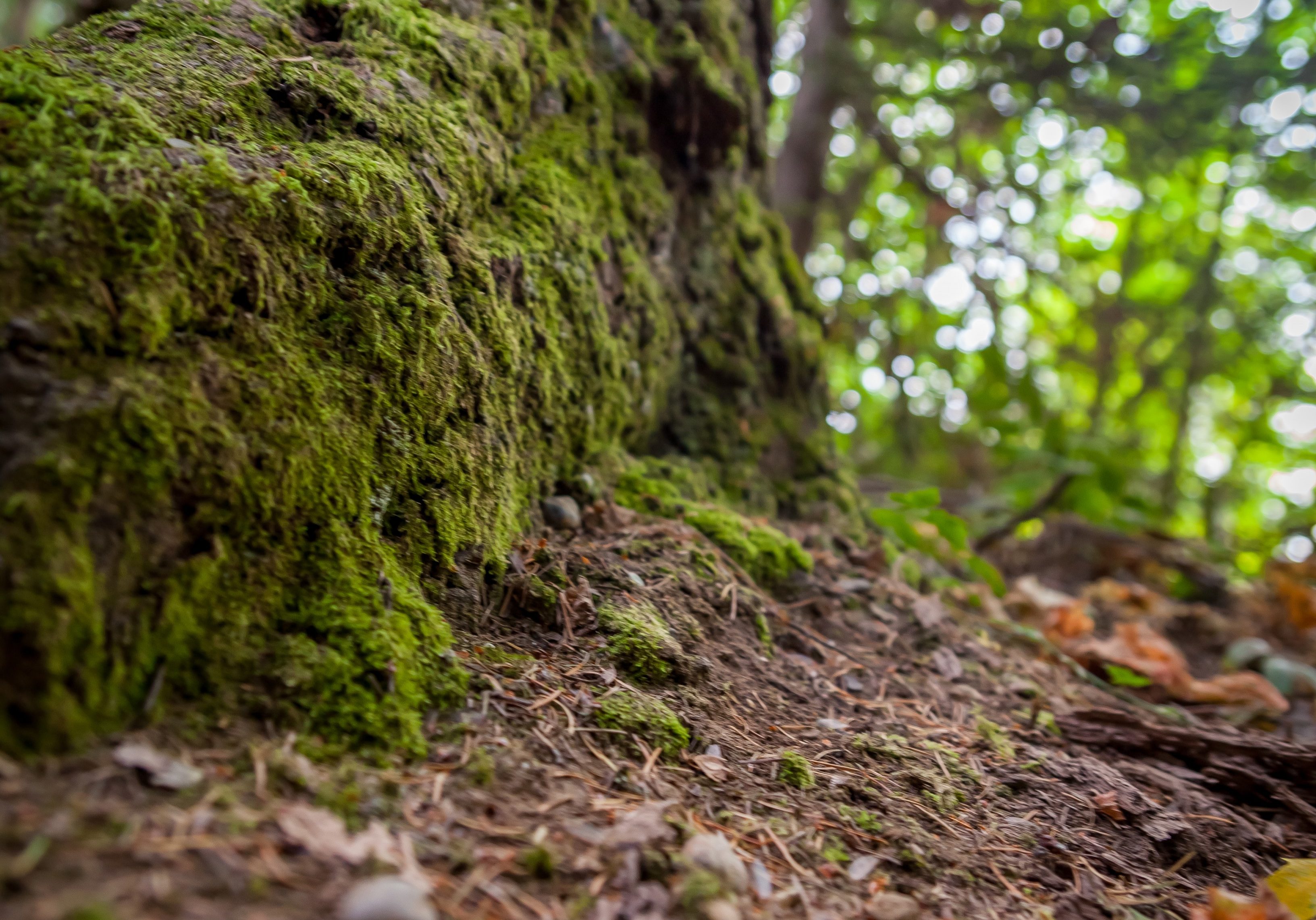 BridleTrailsStatePark6